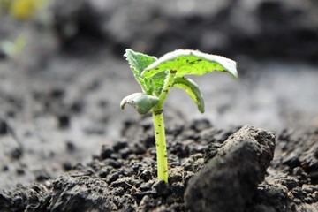 Young plant growing in the ground