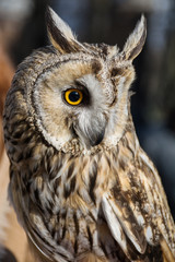 Obraz premium Owl (bird of prey) close-up