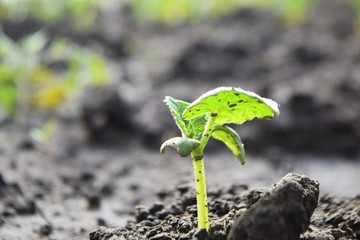  Young cucumber plant growing in the ground