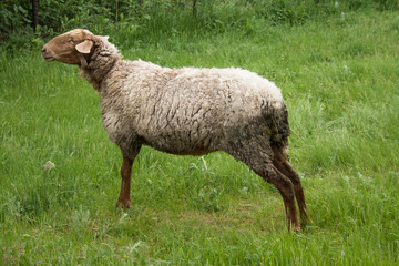 Sheep on green field