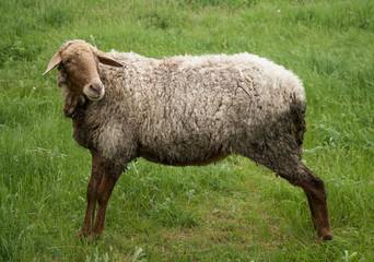 Sheep on green field