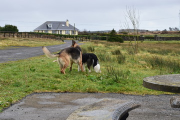 Dogs having fun