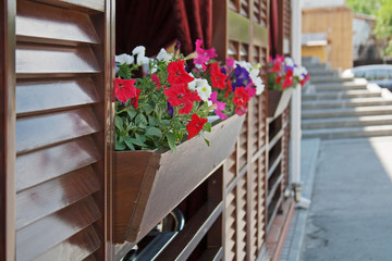 Colorful petunias in large wooden pot outdoors