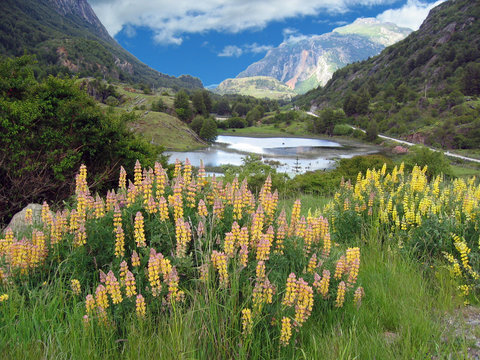 Flowers, lakes and mountains. Chilean Patagonia