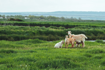 Fototapeta premium Goat family goats browse on a green grass meadow