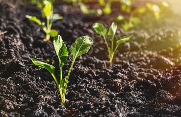 The cabbage seedlings prepared for planting in the ground, on closer inspection, a horizontal frame
