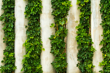 Banyan tree switch background