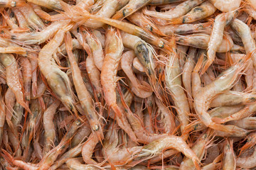 Background of small shrimps shot close-up 