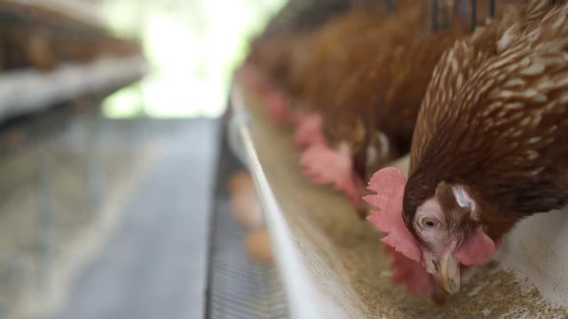 Hen, Chicken eggs and chickens eating food in farm, UHD 4k 3840x2160.
