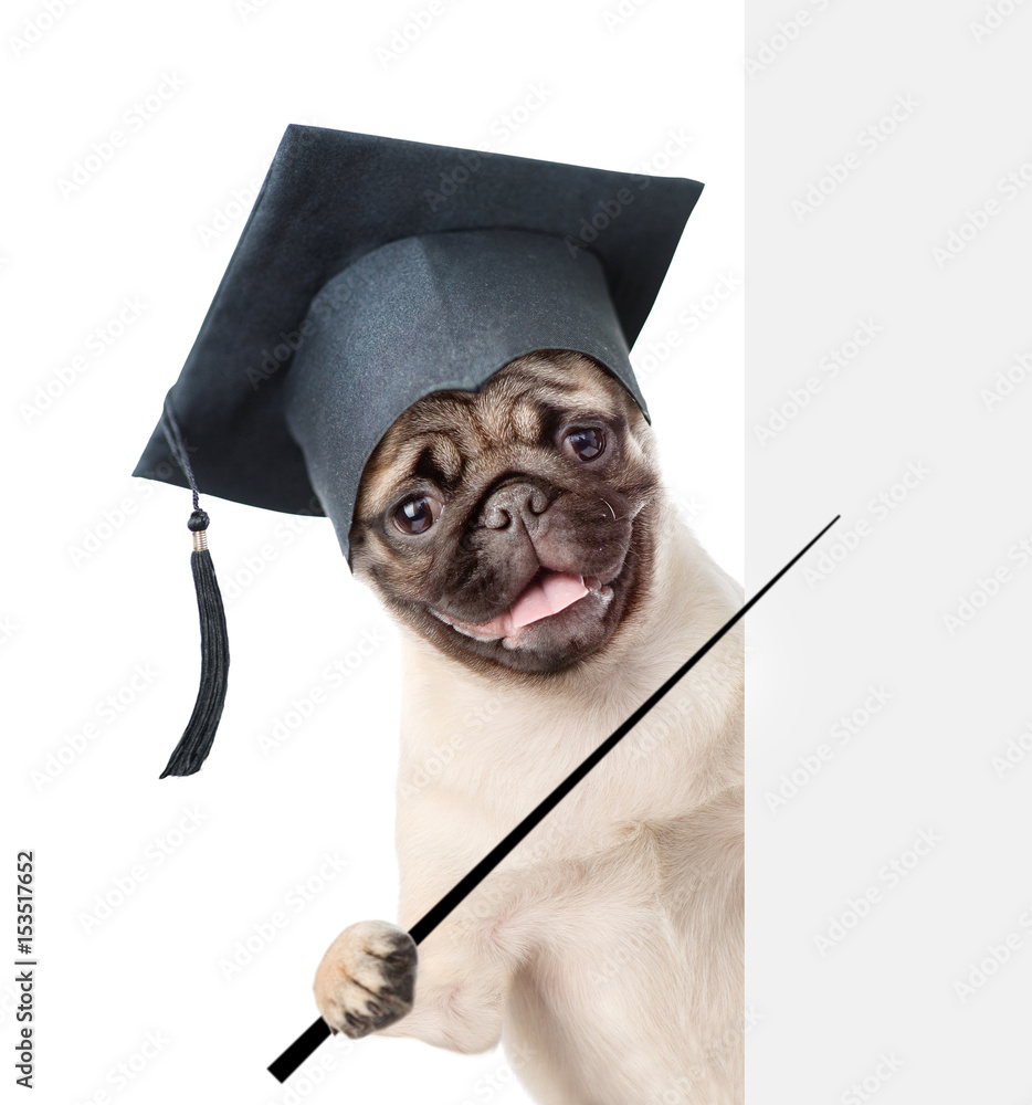 Poster Graduated dog holding a pointing stick and points on empty banner. isolated on white background