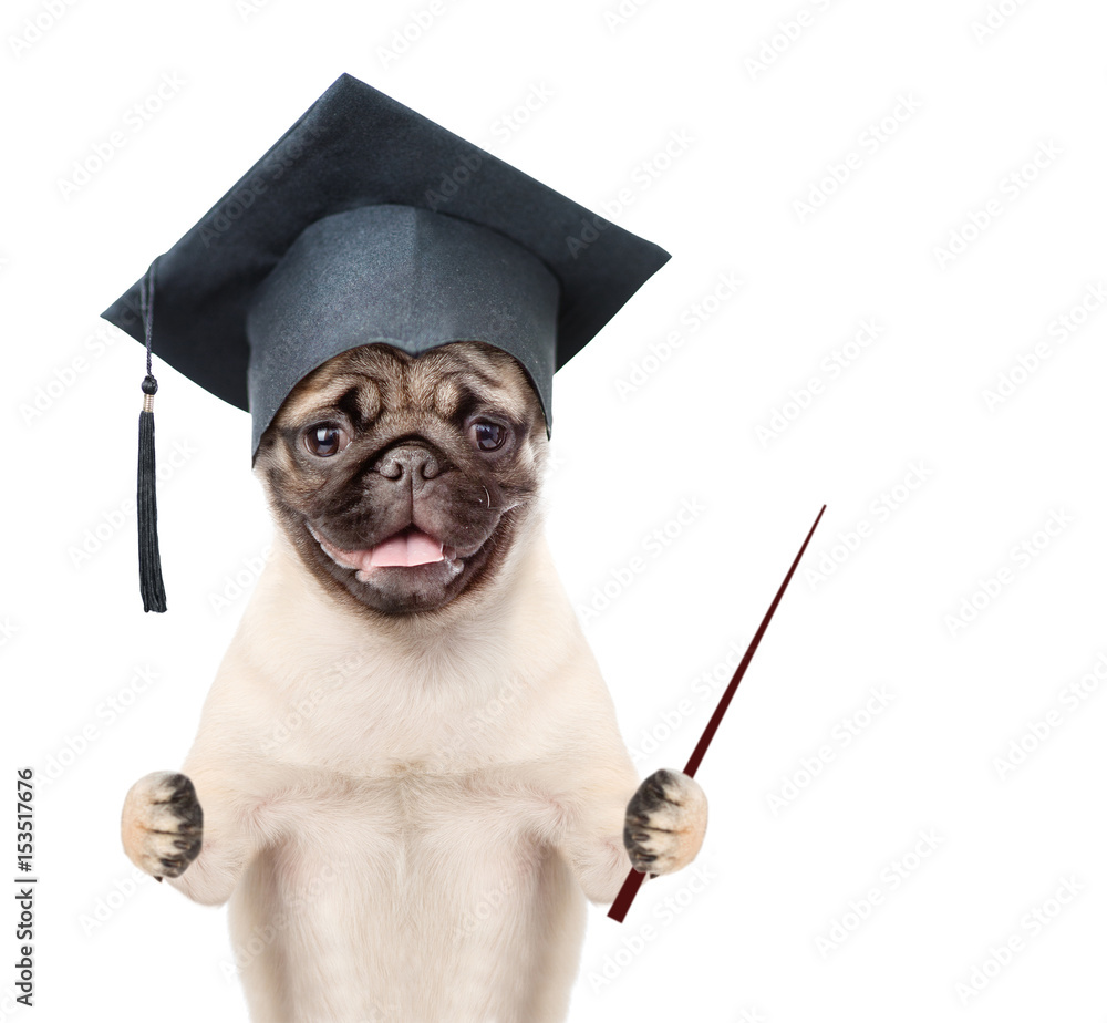 Poster graduated dog with pointing stick. isolated on white background