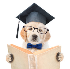 Golden retriever puppy with black graduation hat reading a book. isolated on white background