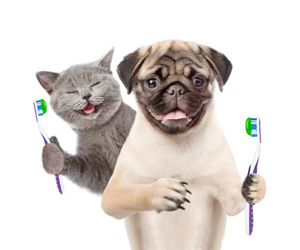 Happy kitten and pug puppy holding a toothbrushes. isolated on white background