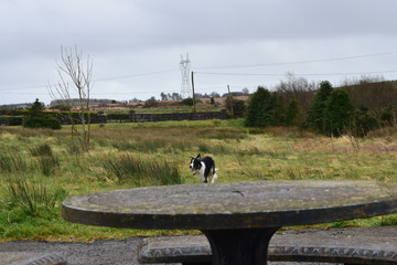 Collie
