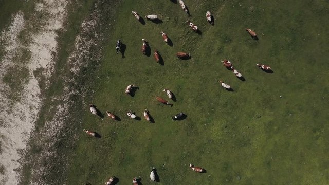 Aerial view of cows herd grazing on pasture field, top view drone pov