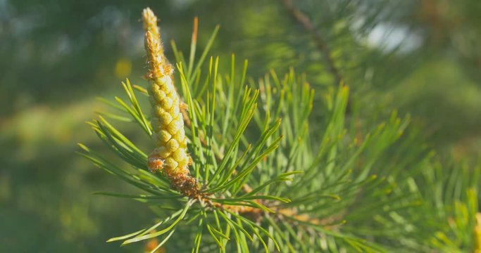Yellow pine cones on the pine trees. The pine cones are hanging on the branch of the tree. Close up.