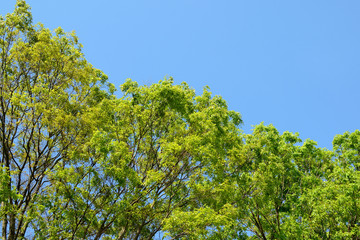 Fototapeta premium けやきの新緑と青空