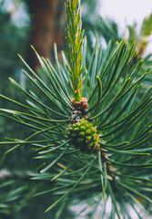 Fototapeta premium Photo depicting a bright evergreen pine three with a new small green cones. Little tiny cute colorful new fir-tree cone growth on the brunch, springtime. Macro, close up view.