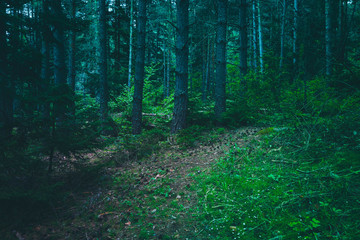 Mixed greenwood forest. Photo depicting dark misty evergreen pine tree backwoods. Summertime.