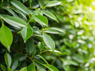 Green bush background, Ficus annulata background