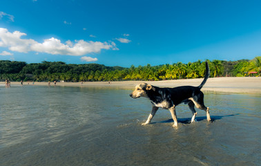 Little dog exploring the beach at Puerto Carrillo, Costa Rica