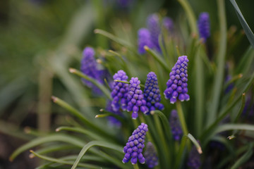 spring young blue flowers on green stems