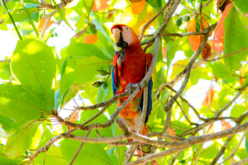 A Scarlet macaw (Ara macao macao) sitting in an Almond Tree © Ramses
