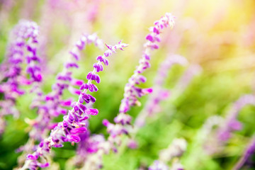 Obraz premium Close up of Lavender flower. Light purple lavender flower.