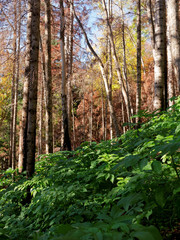 Obraz premium Autumn forest after a fire. Caucasus. Russia. The Caucasian reserve.