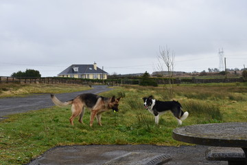 Dogs having fun