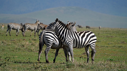 Fototapeta na wymiar Zebras Courtship Ritual in Ngorongoro Crater, Tanzania