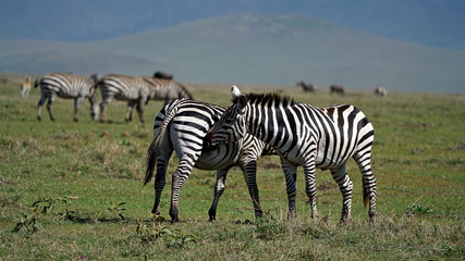 Obraz na płótnie Canvas Zebras Courtship Ritual in Ngorongoro Crater, Tanzania