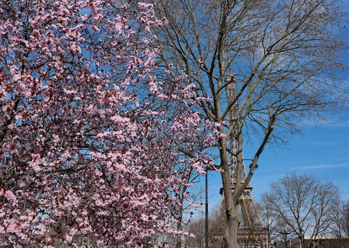 Tour Eiffel derrière des arbres en fleur