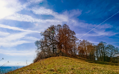 Spring tree on the hill, natural landscape