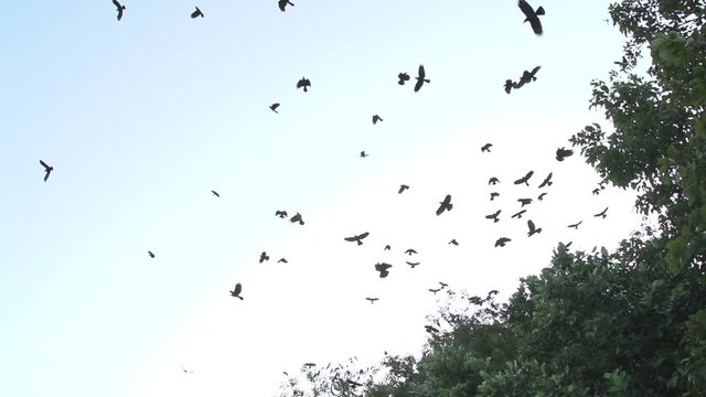 Kandawgyi lake, birds in the sky