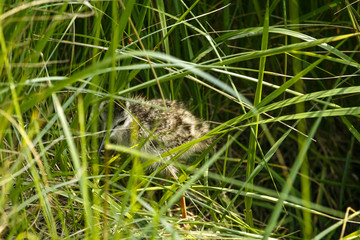 Kievit kuiken verschollen in het gras