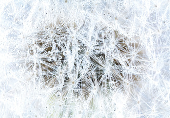 White dandelion extreme close up.