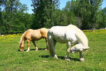 Obraz na płótnie Canvas chevaux dans une prairie