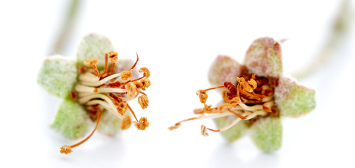 apple blossom damaged by morning frost