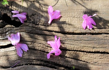 Pink azalea flowers fell on a wood floor at the end of the season