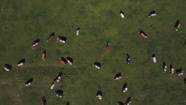 Aerial view of cows herd grazing on pasture field, top view drone pov
