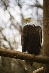 Weißkopfseeadler