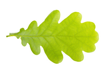 Oak leaf on white isolated background