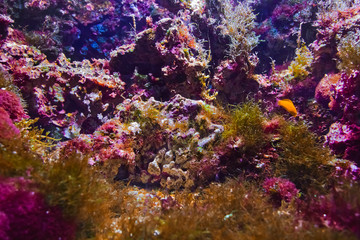Fototapeta na wymiar Fishes and corals reef