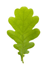 Oak leaf on white isolated background