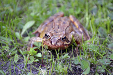 Frog - Genus Springfrosch (Rana Dalmatina)