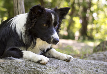 Portrait of a border collie puppy relaxing among rocks