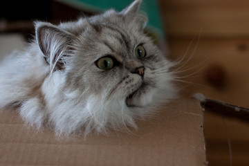 Chillout cat