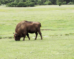 Buffalo