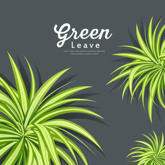 Vector pandanus tree green leaves background design, illustration
